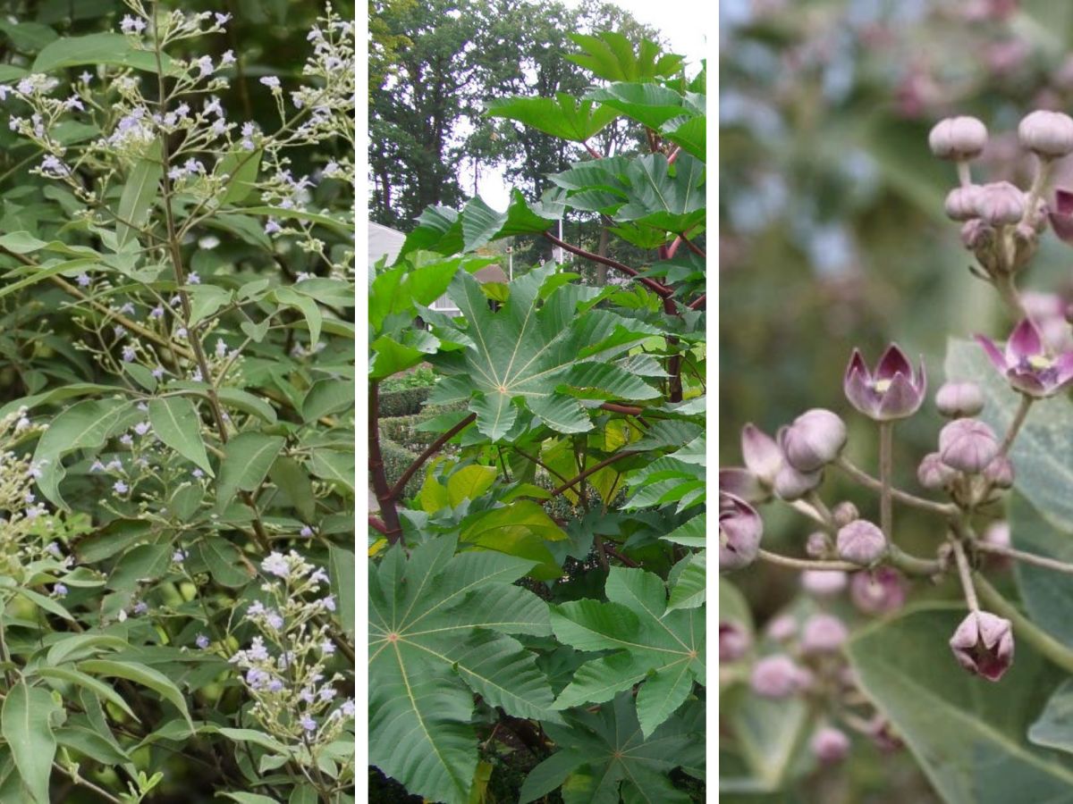 Pain Releving Ayurvedic Leaves